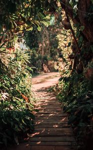 Preview wallpaper path, bushes, plants, nature