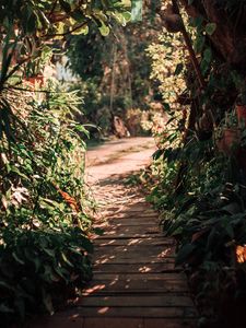 Preview wallpaper path, bushes, plants, nature