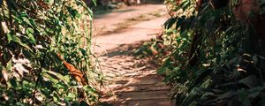 Preview wallpaper path, bushes, plants, nature