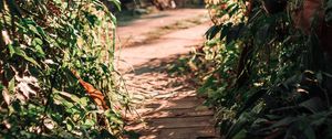 Preview wallpaper path, bushes, plants, nature