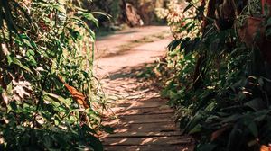 Preview wallpaper path, bushes, plants, nature