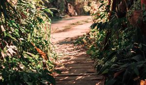 Preview wallpaper path, bushes, plants, nature