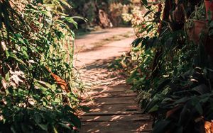 Preview wallpaper path, bushes, plants, nature