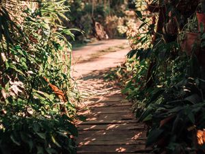 Preview wallpaper path, bushes, plants, nature