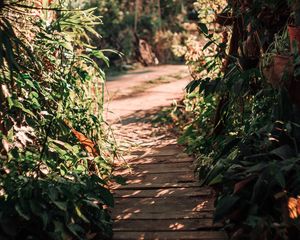 Preview wallpaper path, bushes, plants, nature