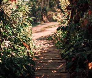 Preview wallpaper path, bushes, plants, nature