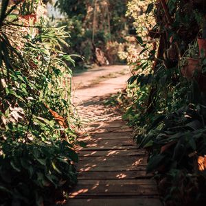 Preview wallpaper path, bushes, plants, nature