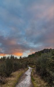 Preview wallpaper path, bushes, rock, nature, landscape