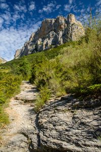 Preview wallpaper path, bushes, rock