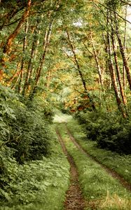 Preview wallpaper path, bushes, trees, forest