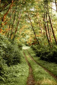 Preview wallpaper path, bushes, trees, forest