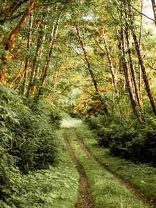 Preview wallpaper path, bushes, trees, forest