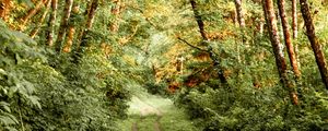 Preview wallpaper path, bushes, trees, forest