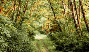 Preview wallpaper path, bushes, trees, forest