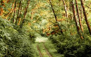 Preview wallpaper path, bushes, trees, forest