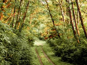 Preview wallpaper path, bushes, trees, forest
