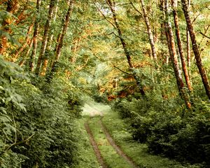 Preview wallpaper path, bushes, trees, forest