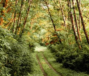 Preview wallpaper path, bushes, trees, forest