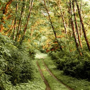 Preview wallpaper path, bushes, trees, forest