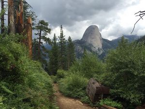 Preview wallpaper path, bushes, trees, mountain