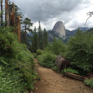 Preview wallpaper path, bushes, trees, mountain