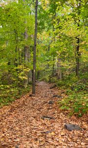 Preview wallpaper path, fallen leaves, autumn, trees, forest, nature