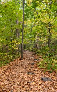 Preview wallpaper path, fallen leaves, autumn, trees, forest, nature
