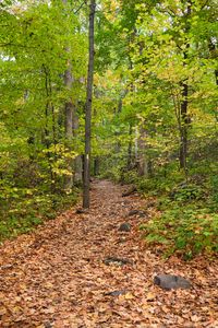 Preview wallpaper path, fallen leaves, autumn, trees, forest, nature