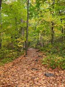 Preview wallpaper path, fallen leaves, autumn, trees, forest, nature