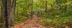 Preview wallpaper path, fallen leaves, autumn, trees, forest, nature