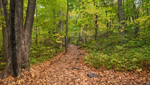 Preview wallpaper path, fallen leaves, autumn, trees, forest, nature