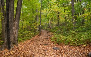 Preview wallpaper path, fallen leaves, autumn, trees, forest, nature