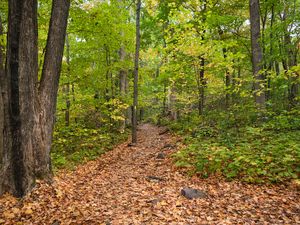 Preview wallpaper path, fallen leaves, autumn, trees, forest, nature