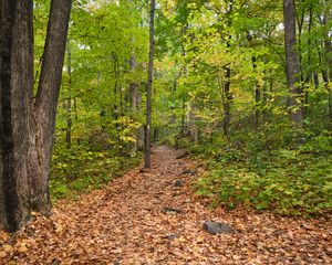 Preview wallpaper path, fallen leaves, autumn, trees, forest, nature