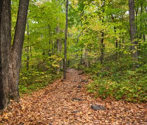 Preview wallpaper path, fallen leaves, autumn, trees, forest, nature