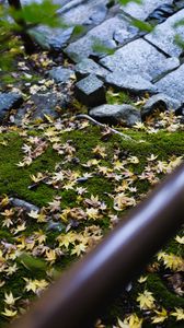 Preview wallpaper path, fallen leaves, autumn, garden