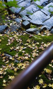 Preview wallpaper path, fallen leaves, autumn, garden