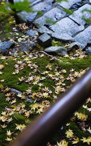 Preview wallpaper path, fallen leaves, autumn, garden