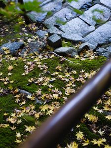 Preview wallpaper path, fallen leaves, autumn, garden