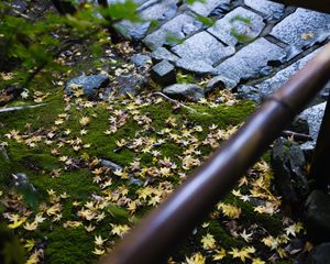 Preview wallpaper path, fallen leaves, autumn, garden