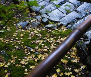 Preview wallpaper path, fallen leaves, autumn, garden