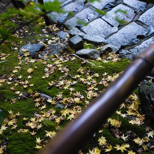 Preview wallpaper path, fallen leaves, autumn, garden