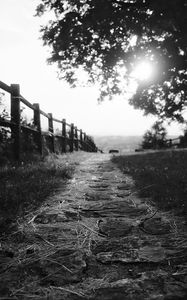 Preview wallpaper path, fence, bw, grass