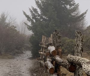 Preview wallpaper path, fence, tree, fog, nature