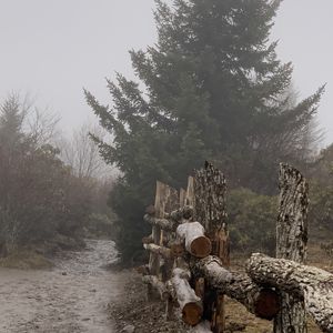 Preview wallpaper path, fence, tree, fog, nature