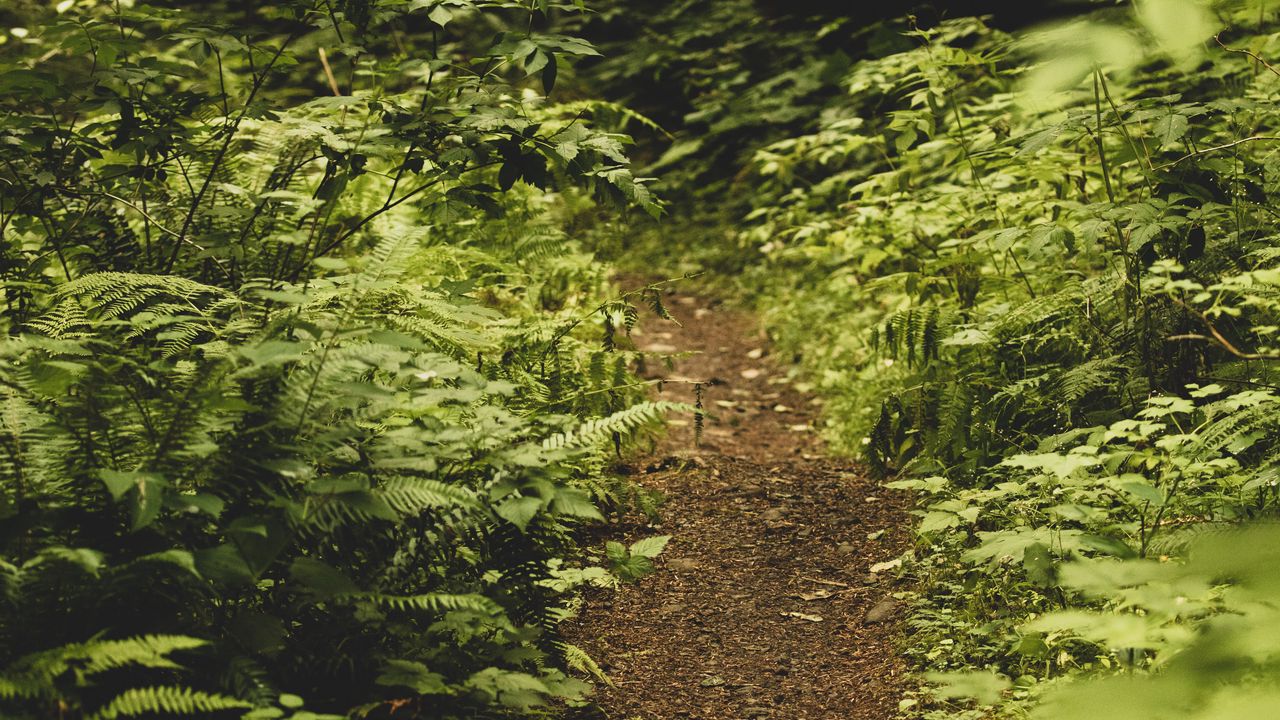 Wallpaper path, fern, forest, bushes, greenery