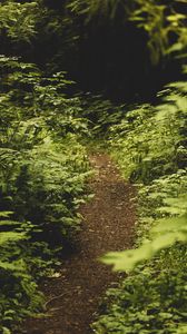 Preview wallpaper path, fern, forest, bushes, greenery