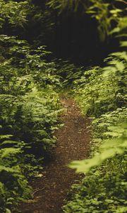 Preview wallpaper path, fern, forest, bushes, greenery