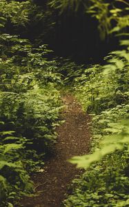 Preview wallpaper path, fern, forest, bushes, greenery