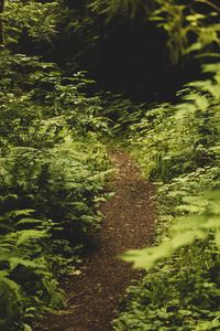 Preview wallpaper path, fern, forest, bushes, greenery